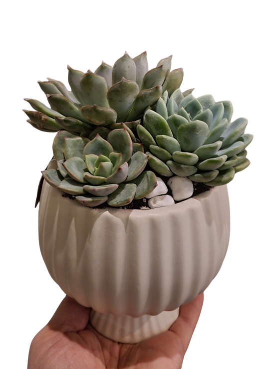 Small Succulent Design in Pot