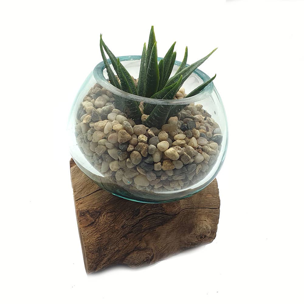 Molten Glass Terrarium on Balinese Gamal Wood, with Succulent