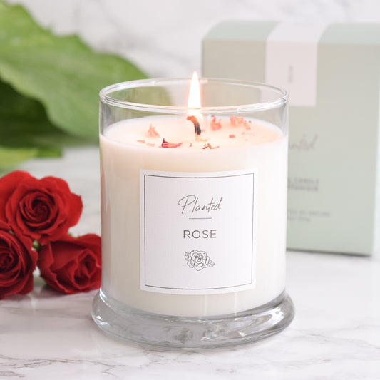 Planted Candle 6oz-Rose