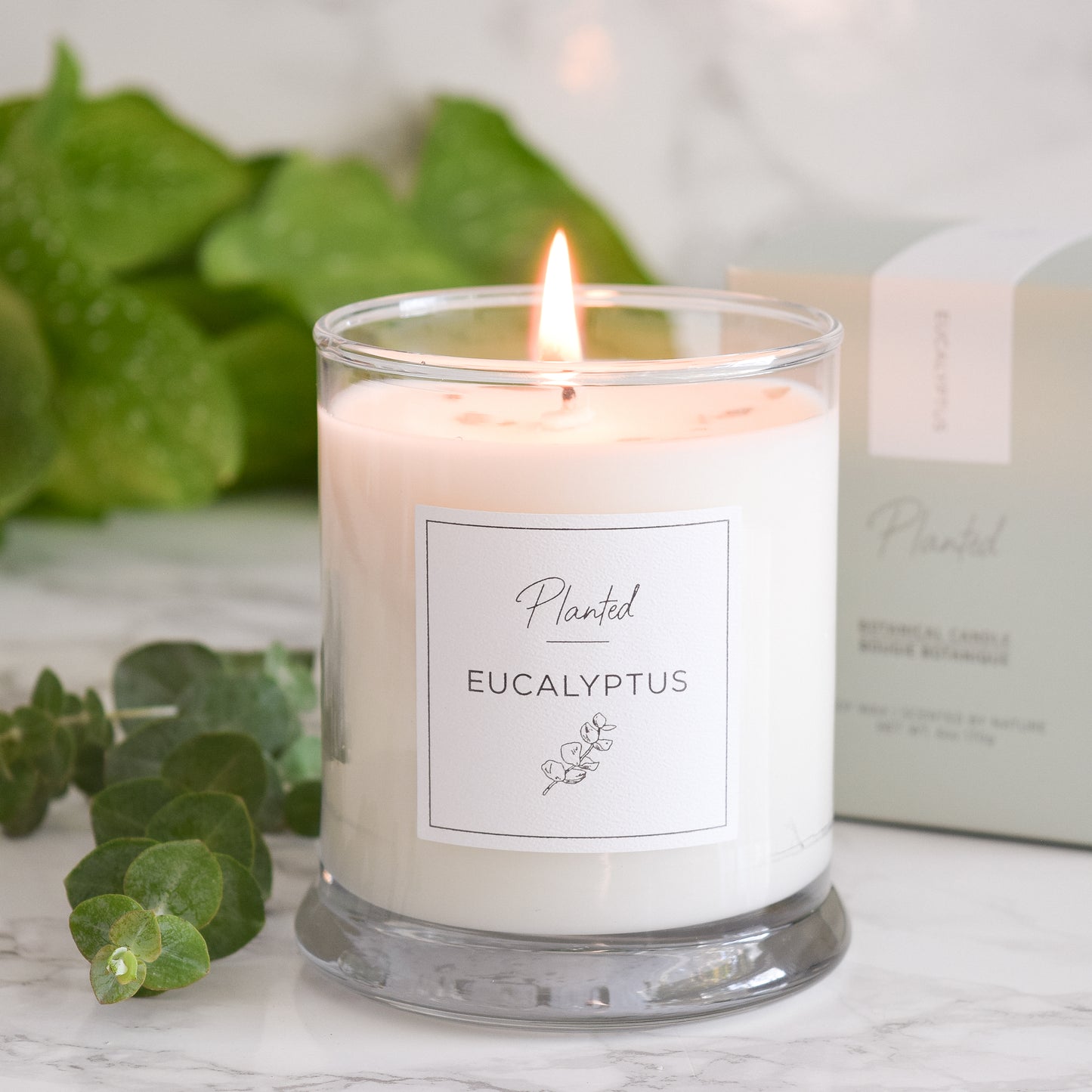 Planted Candle 6oz-Eucalyptus