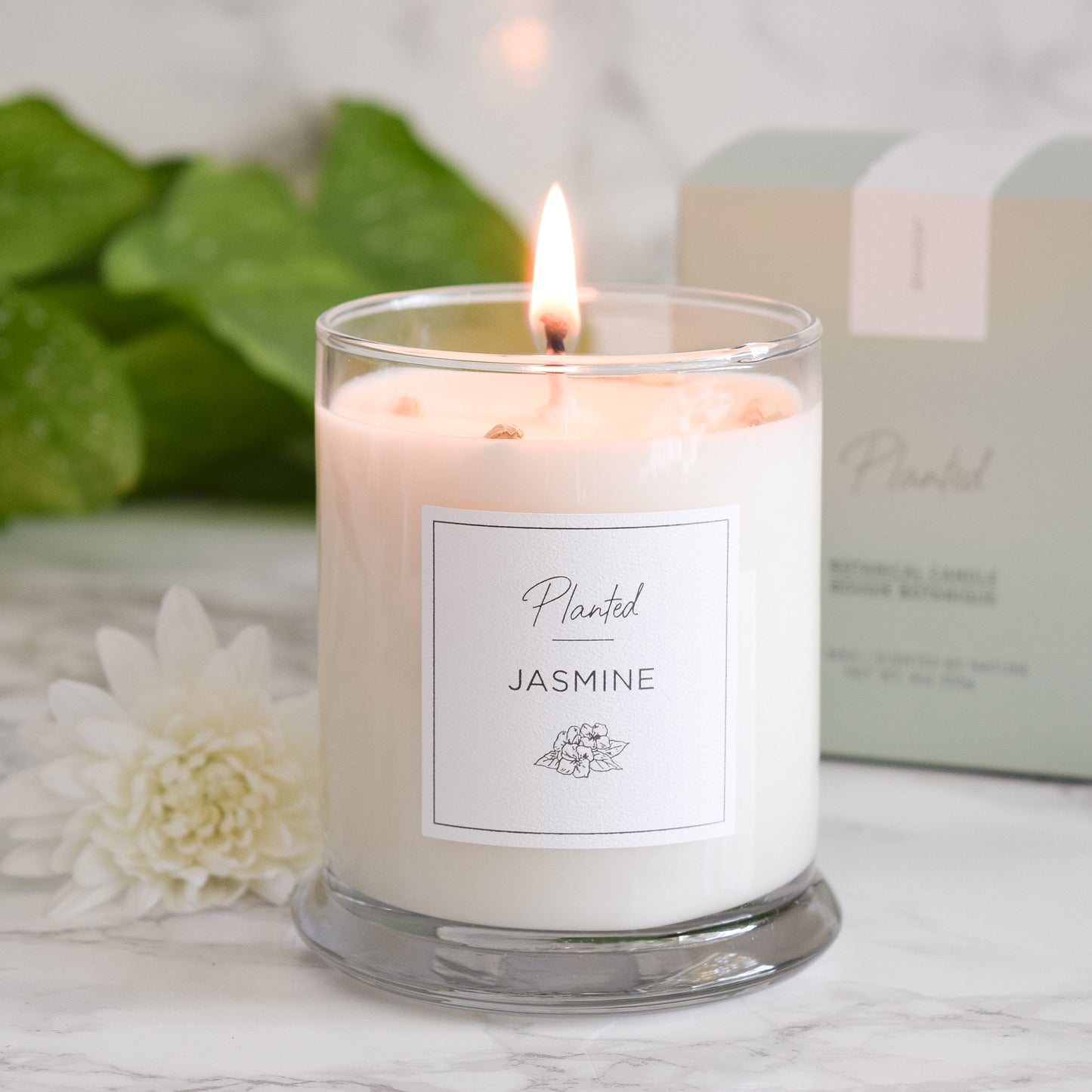 Planted Candle 6oz-Jasmine